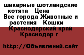 шикарные шотландские котята › Цена ­ 15 000 - Все города Животные и растения » Кошки   . Краснодарский край,Краснодар г.